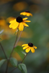 Rudbeckie