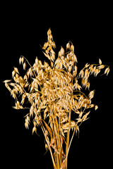Oat panicles on a black background
