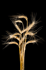 Ears of triticale on a black background