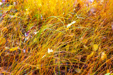 Yellow grass in an autumn day. Soil surface in the forest. Background for text