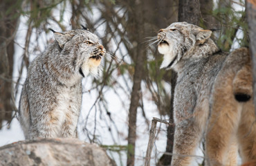 Canadian lynx in the wild