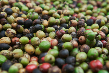 coffee beans of green, yellow, red and blue colours lying on the ground