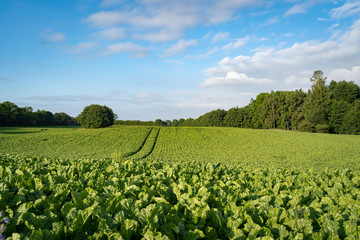 Landwirtschaft - Ackerbau, Feld mit Zuckerrüben