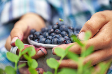 Kid hand holding bowl of freshly picked wild blueberries against bokeh green forest background.