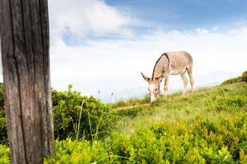 Donkey eats mountain herbs on a hiking trail on Monte Tamaro in Switzerland with mountain peaks in the background in sunshine.