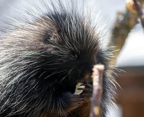 Closeup image of a porcupine eating a piece of bread