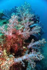 Plakat Colorful soft corals