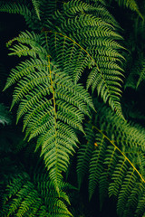 Fototapeta na wymiar green textural beautiful fern in the wild