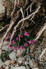  корни маленькие цветы растения. красивая натуральная композиция флоры для парка сада плантации