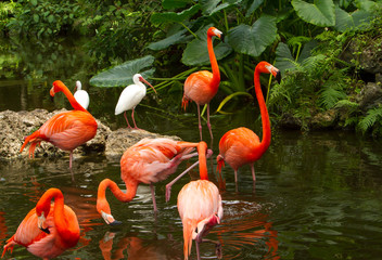 American Flamingos in Florida. Flamingos are a type of wading bird in the family Phoenicopteridae, the only bird family in the order Phoenicopteriformes.