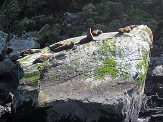 Sea lions sunbathing in a rock at Milford Sound, New Zealand