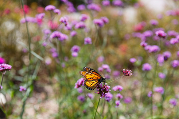 monarch butterfly on a purple flower with blurred background of flowers