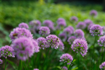 field of purple allium flowers