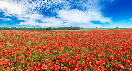 Fototapeta premium Beautiful summer day over poppy field
