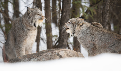 Canadian lynx in the wild