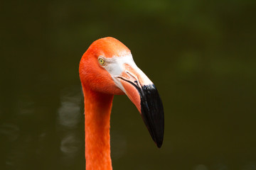 An American Flamingo in Florida. Flamingos are a type of wading bird in the family Phoenicopteridae, the only bird family in the order Phoenicopteriformes.