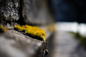 Moss on a Stone