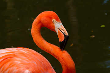 An American Flamingo in Florida. Flamingos are a type of wading bird in the family Phoenicopteridae, the only bird family in the order Phoenicopteriformes.