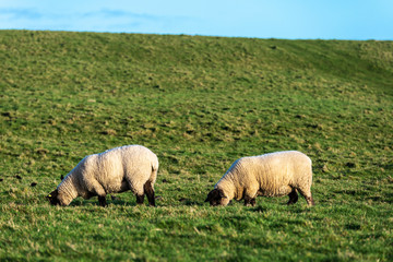 Obraz premium Wool sheep grazing on a prairie in Ireland