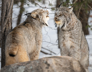 Canadian lynx in the wild
