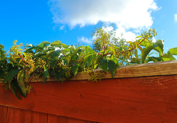 flowers on the fence