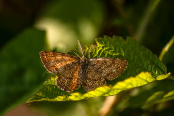 ćma © Robert Borek