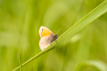 motyl modraszek © Robert Borek