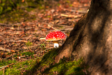 muchomor w kropki  © Robert Borek