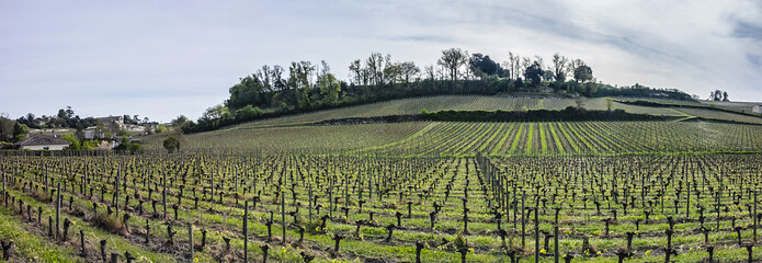 Famous Vineyard of Saint-Emilion. This vineyard make up the first vineyards in the world to award...