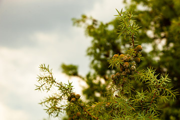 Frutos