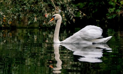 Fototapeta premium tier, cygnus, teich, baden, feather, schön, liebe, schönheit, fluss, baden,