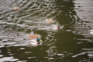 Male and female mallard ducks swimming on a pond with green water while looking for food