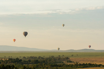 Hot air balloons raising up for a safari early in the morning inside Masai Mara national reserve