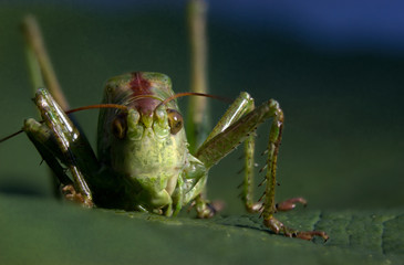 Green grasshopper on the leaf