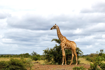 Giraffe standing in Mashatu Game Reserve in the Tuli Block in Botswana