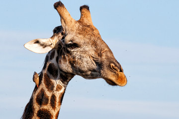 Close up of a Giraffe male with an oxpecker in Mashatu Game Reserve in the Tuli Block in Botswana