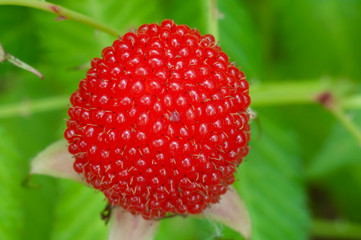 Berry a hybrid of raspberry and strawberry