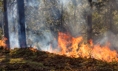 Fogo na floresta