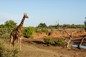 Giraffe male standing in a Game Reserve in the Tuli Block in Botswana