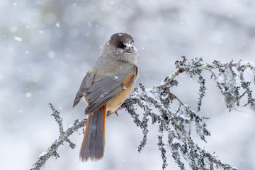 Cute and beautiful bird, Siberian jay, Perisoreus infaustus, perched on an old branch in snowfall on a cloudy winter day in Finnish nature