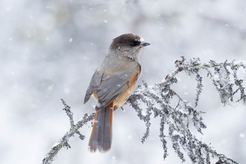Colorful and cute bird, Siberian jay, Perisoreus infaustus, perched on an old branch in snowfall on a cloudy winter day in Finland, Northern Europe