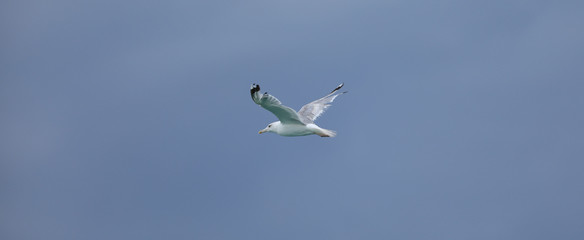 white seagull flying on blue sky