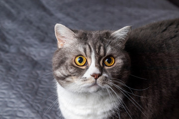 Lazy British Shorthair cat sitting on a couch in a flat.