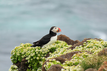 Atlantic Puffin posing at the Shore of Latrabjarg, Iceland