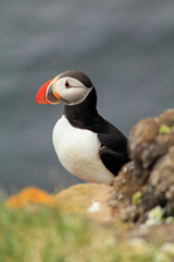 Atlantic Puffin posing at the Shore of Latrabjarg, Iceland