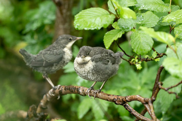 Two young hungry Dippers, Cinclus cinclus,  standing on a branch and waiting for adult birds to bring them food