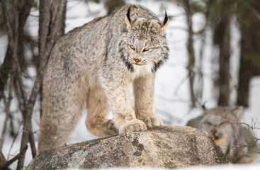 Canadian lynx in the wild