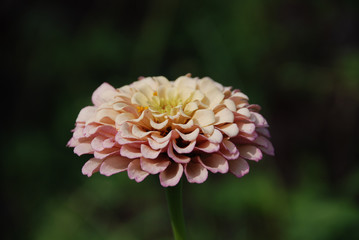 Soft Pink Dahlia Flower