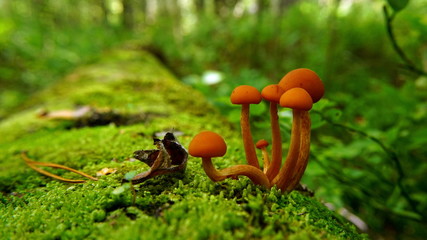 A family of six bright orange-hated mushrooms with slender, light brown legs, growing on a lying old tree trunk covered with green moss. Macro.