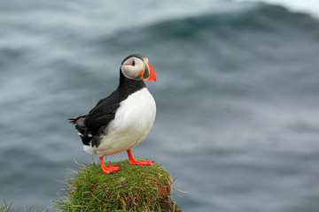 Atlantic Puffin posing at the Shore of Latrabjarg, Iceland
